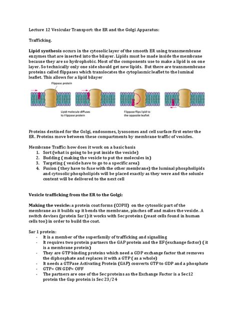 Lecture 12 Vesicular Transport | PDF | Vesicle (Biology And Chemistry) | Cell Membrane