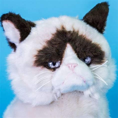 Grumpy Cat Plushie - Pulju.net