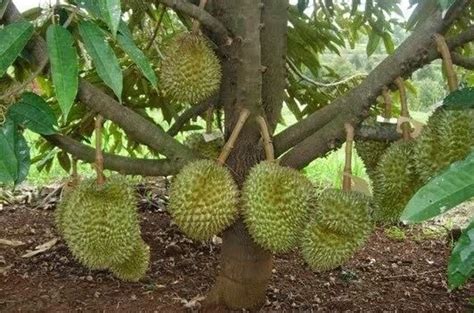 Cara Mencangkok Durian - dutamasyarakat.com