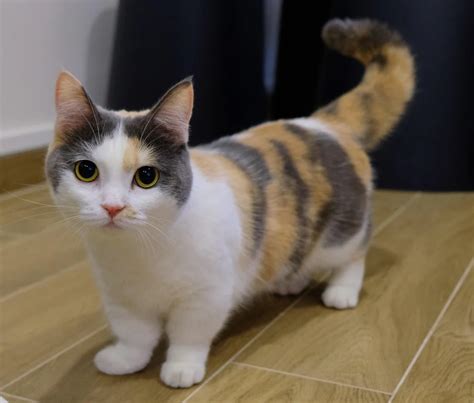 The Munchkin cat or Sausage cat is a newer breed of cat characterized ...