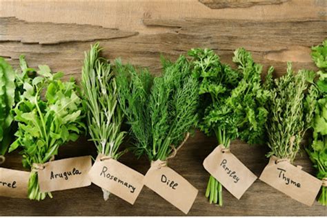 Top 10 Herbs That Good for Health – agrimate.org