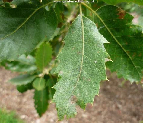 Leaves, bark and fruit of Brant's Oak tree