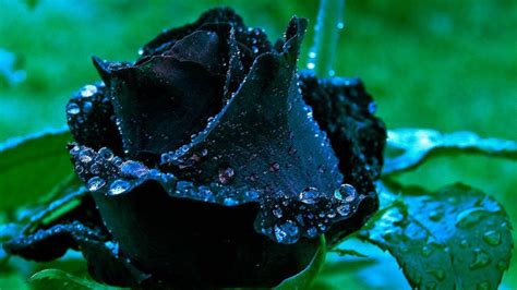 [100+] Black Rose Wallpapers | Wallpapers.com