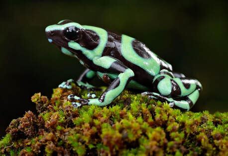 Green and Black Poison Dart Frog - Connecticut's Beardsley Zoo