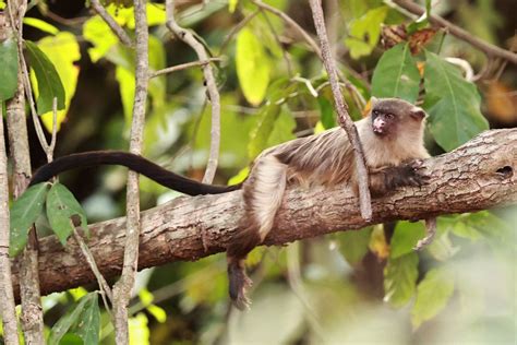 Black-tailed Marmoset (Mico melanurus) — Coke Smith Wildlife