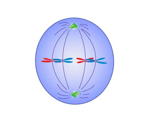 Metaphase | Definition, Mitosis, Summary, & Facts | Britannica