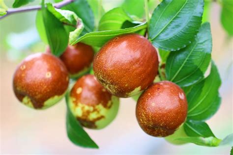 Jujube Trees - Louie's Nursery & Garden Center - Riverside CA