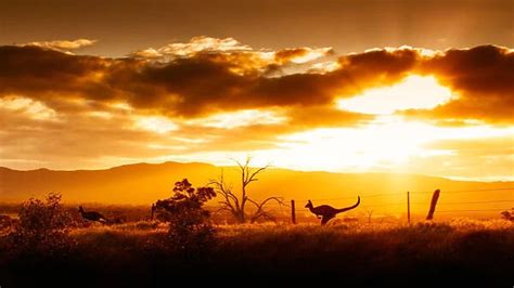 Kangaroo on sunset, Australia (Photos Puzzles, Prints, Framed, Housewares,...) #10440028