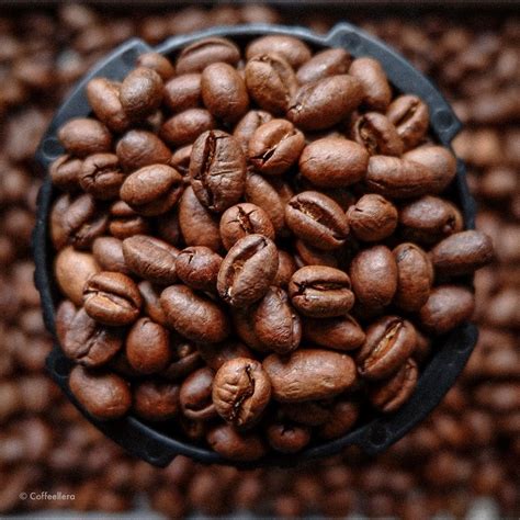 Peaberry Coffee Beans from Mt. Apo for Sale by Coffeellera