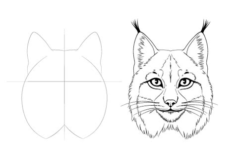 How to Draw a Lynx Face & Head Step by Step - EasyDrawingTips