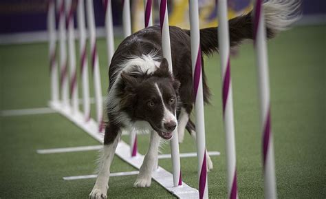 Border Collie: Training