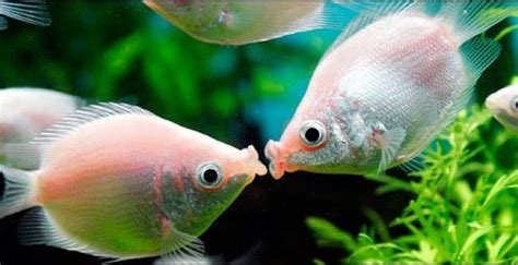 Kissing Gourami Care And Breeding Guide – WZaquarium