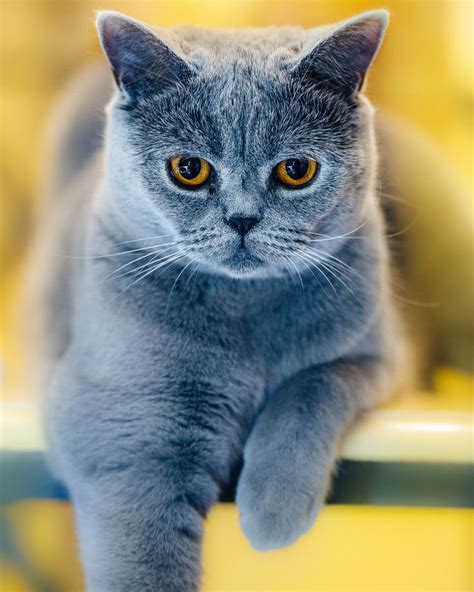 391 best British Shorthair Blue images on Pinterest | Kitty cats ...