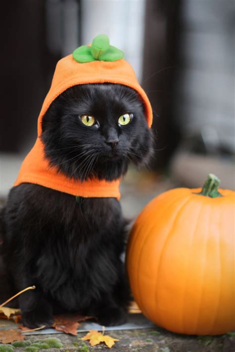 Cats in Costume | LoveToKnow Blogs Cats