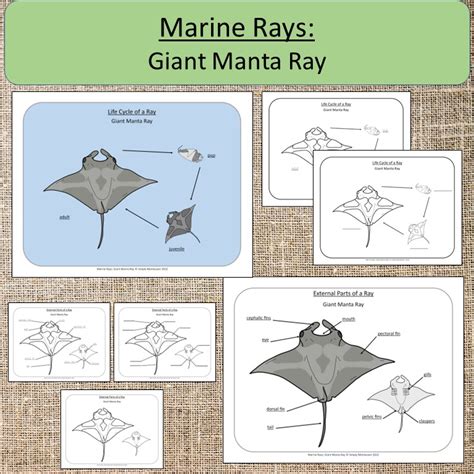 Marine Rays: Giant Manta Ray Ocean Study Life cycle & Parts Montessori | Made By Teachers