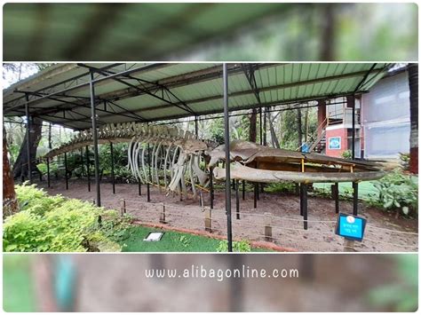 Blue Whale Skeleton - alibagonline