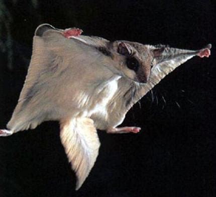 Carolina Flying Squirrel » Wild South