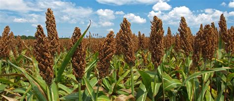 Sorghum Production and Management Practices | CropWatch