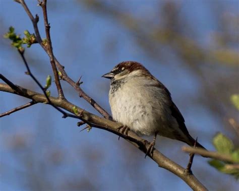 Identify Male and Female Sparrows: 7 Big Differences