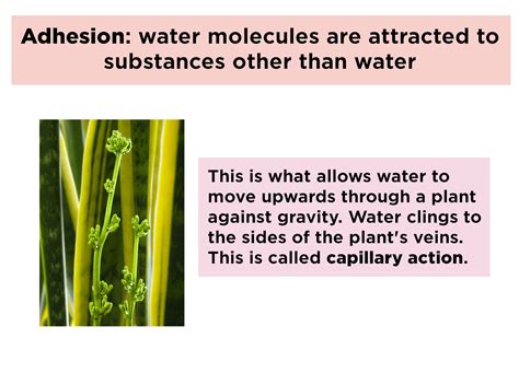 Cohesion and Adhesion (Water) — Properties & Examples - Expii