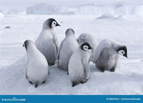 Emperor penguin chicks stock photo. Image of penguin, forsteri - 8896936