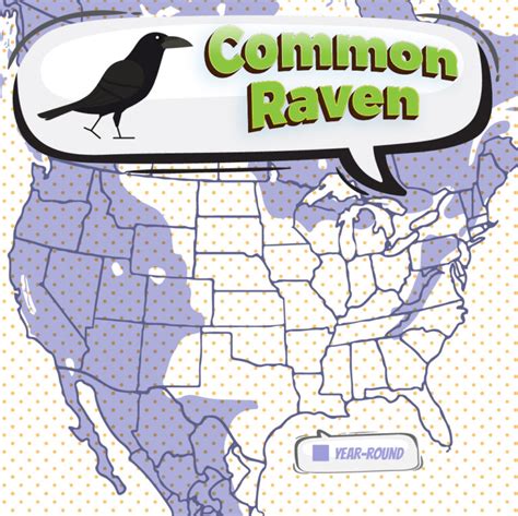 Common Raven - Bird Watching Academy