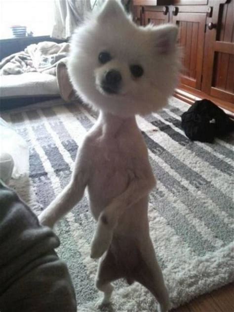 23 Funny Dog Haircuts That Will Make You Laugh or Cringe