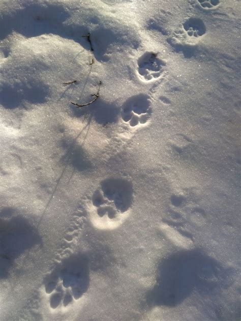 Snow tracking of the remnant lynx in Slovenian forests - Life lynx