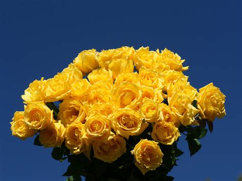 yellow roses wallpaper |Rose Wallpapers