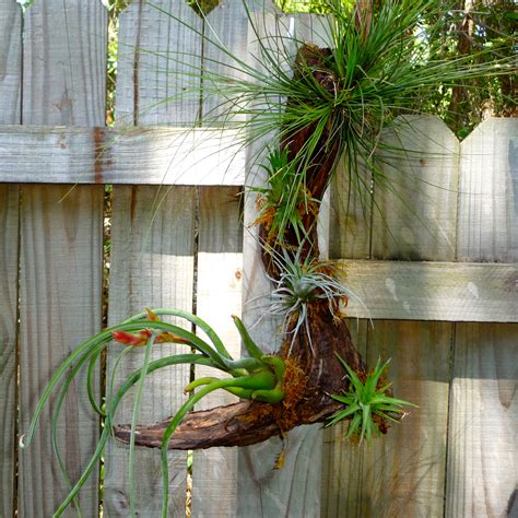 Gnarly Wooded Air Plants - Craft Organic