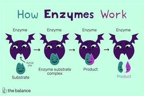 Structure and Function of an Enzyme