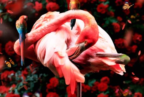 Flamingo Art | Skillshare Student Project