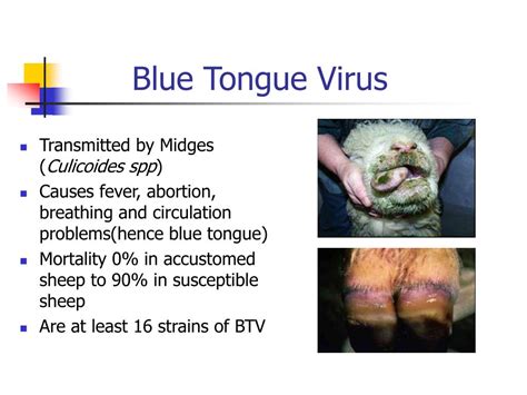 PPT - Blue Tongue and Foot and Mouth Disease BWBL Seminar 20.11.12 PowerPoint Presentation - ID ...