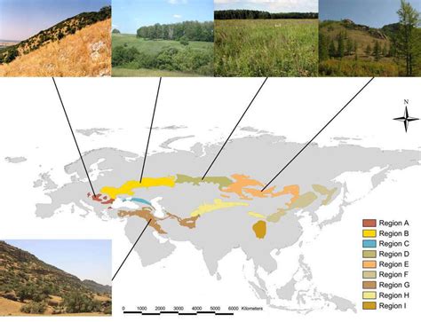 The Steppe Map Biome Eurasia Peoples And Animals Britannica | Images and Photos finder