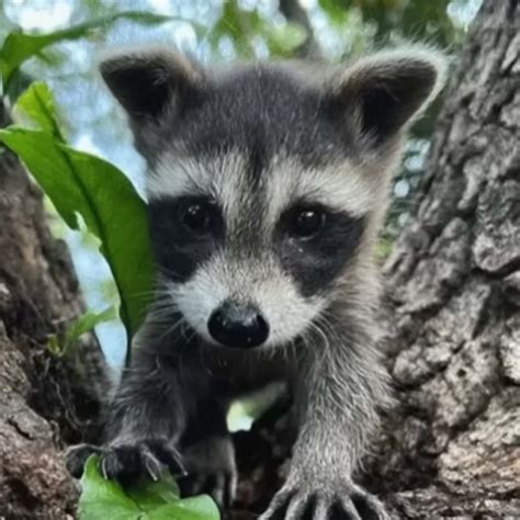 A Baby Raccoon Met Her Human Mom After Being Found on a Construction Site - The Rainforest Site News