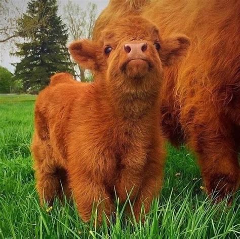 If You Ever Feel Sad, These 50 Highland Cattle Calves Will Make You Smile | Bored Panda