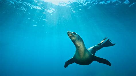 California Sea Lion Habitat