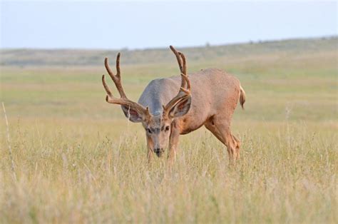 Colorado's Iconic Mule Deer - Colorado Outdoors Online