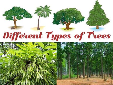 25 Different Types Of Tree Species With Their Names And, 54% OFF