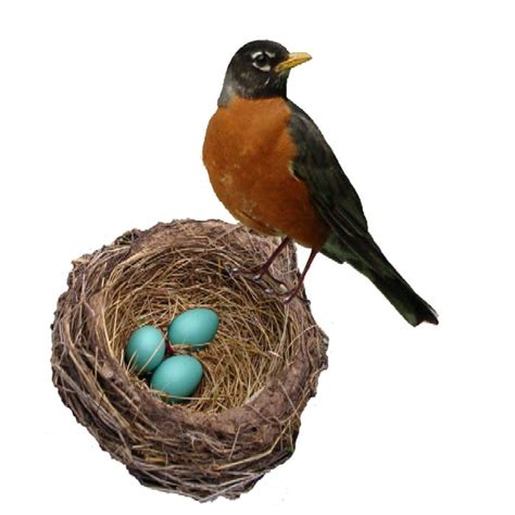 Image result for robin with eggs | American robin, Photo clipart, Black ...