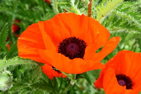 Beautiful Poppies Color Orange Free Stock Photo - Public Domain Pictures