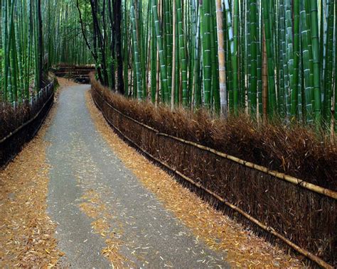 Keindahan Taman Bambu "Arashiyama" di Kyoto Jepang - Mutiara Indonesia