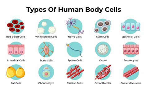 Top 113 + Define animal tissue and its types - Lifewithvernonhoward.com