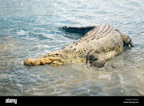 An image of a big australian crocodile Stock Photo - Alamy