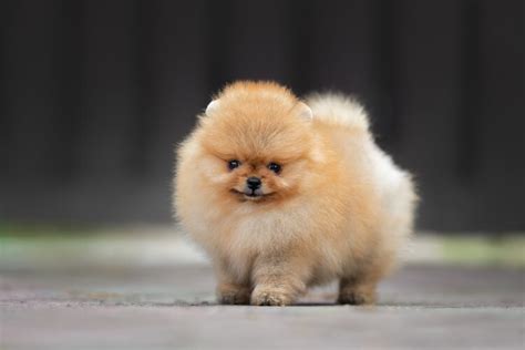 Teacup Pomeranian Breed: Size, Price, Health & More - Marvelous Dogs