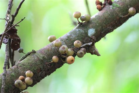 Wild fig fruit stock image. Image of plant, malaysia - 39915009