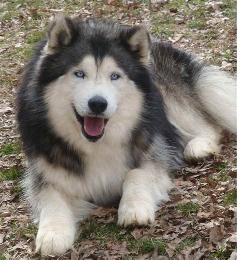 Alaskan Malamute Husky Mix | PETSIDI