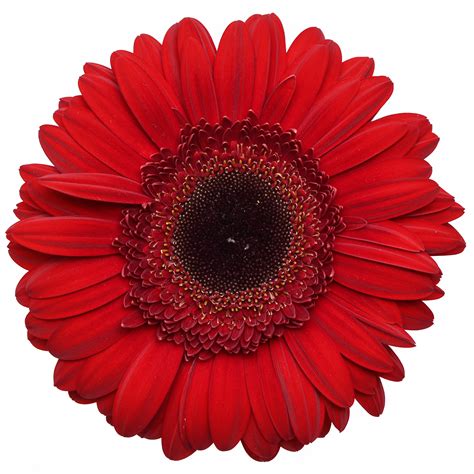 Gerbera Daisy – Red Dark Center – Stems Ship – Cut Flowers