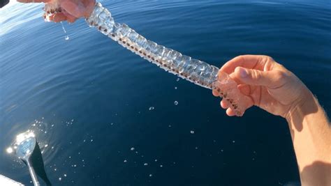 California paddleboarder discovers long sea salp by Orange County