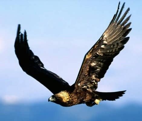 Golden Eagle The national bird of Mexico Extremely Swift